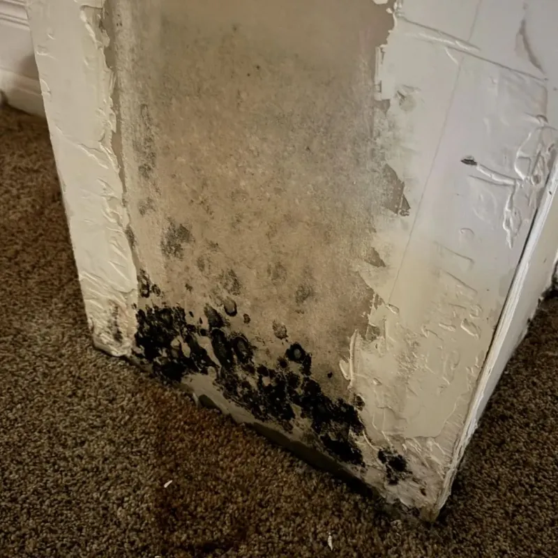 Professional Mold Removal in Lowry Crossing, TX
